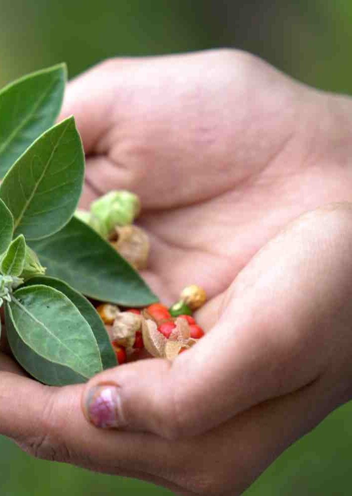 Nature’s Powerhouse: Ashwagandha Health Benefits